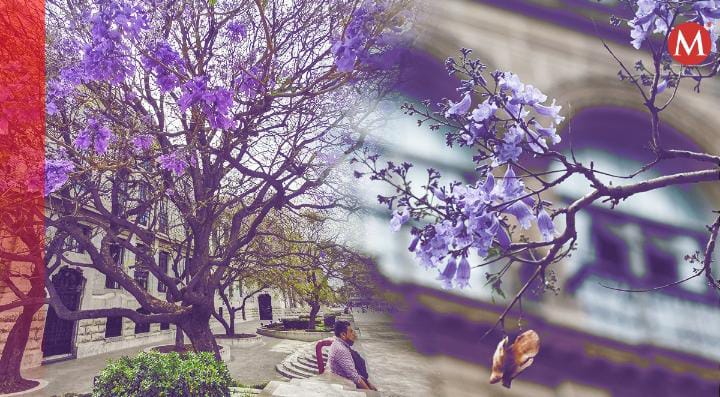 La investigación se prolongará todo el año en la Ciudad de México. (Diseño: Óscar Ávila)