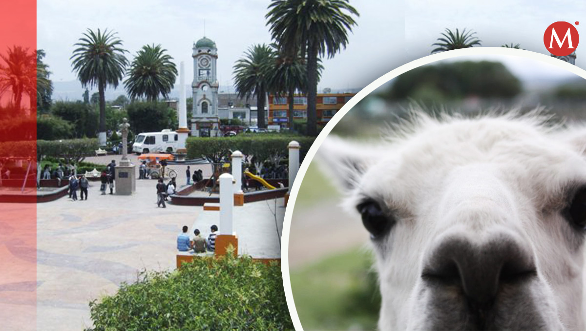 Una llama y su dueño fueron vistos paseando por las calles de Cuautepec Hinojosa