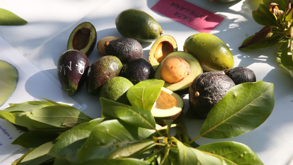 Coatepec Harinas buscar exportar aguacates a Estados Unidos. Foto: (Especial)
