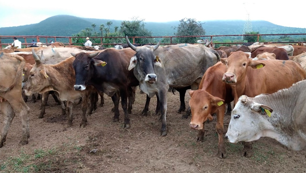 Los animales como las vacas consumen mucho más agua que otros animales. Foto: (Especial)