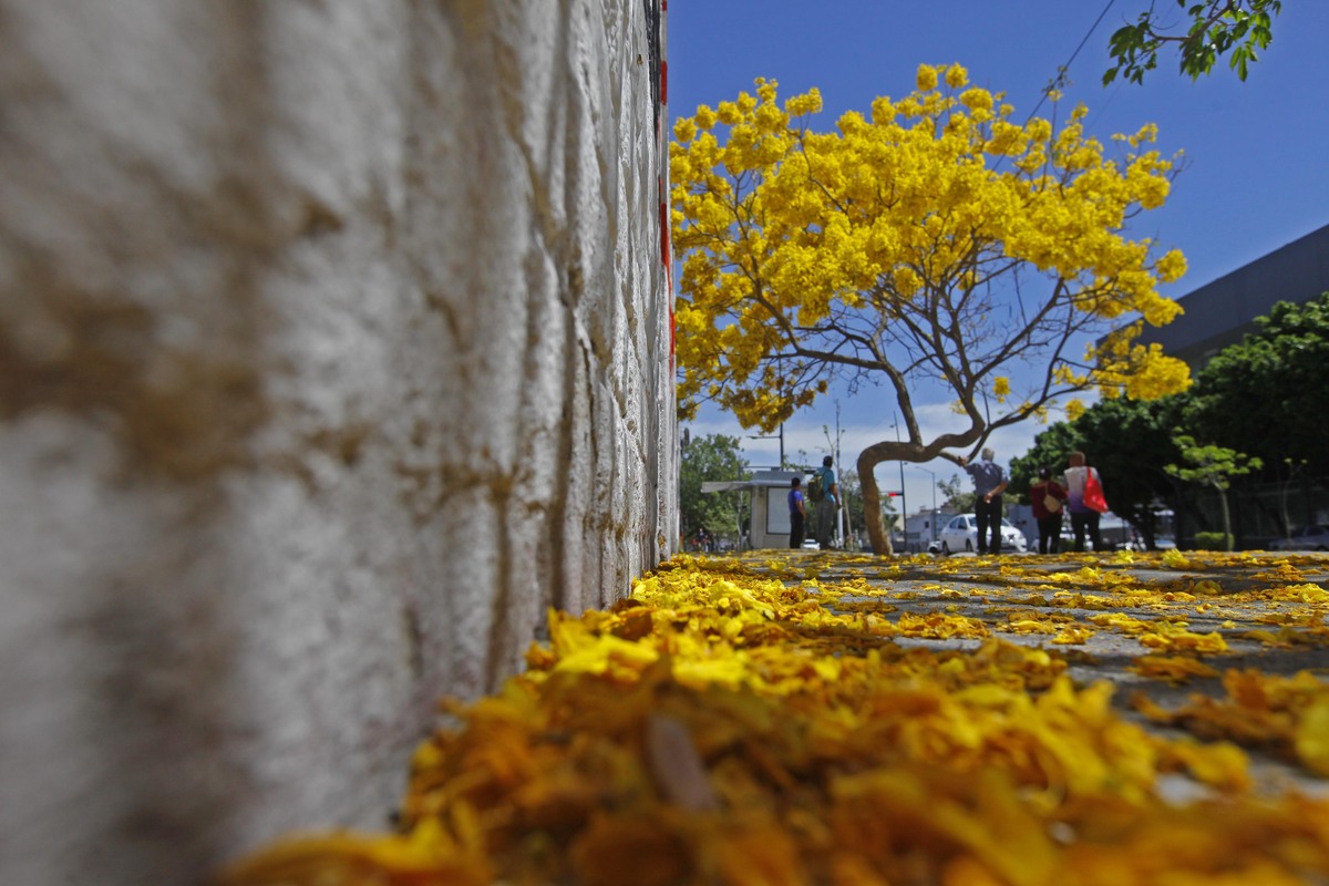 Calles de Guadalajara se impregnan de jacarandas con la primavera (Fernando Carranza)