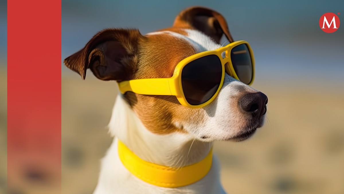 Cuatro cosas que debes saber para proteger a tu mascota del calor