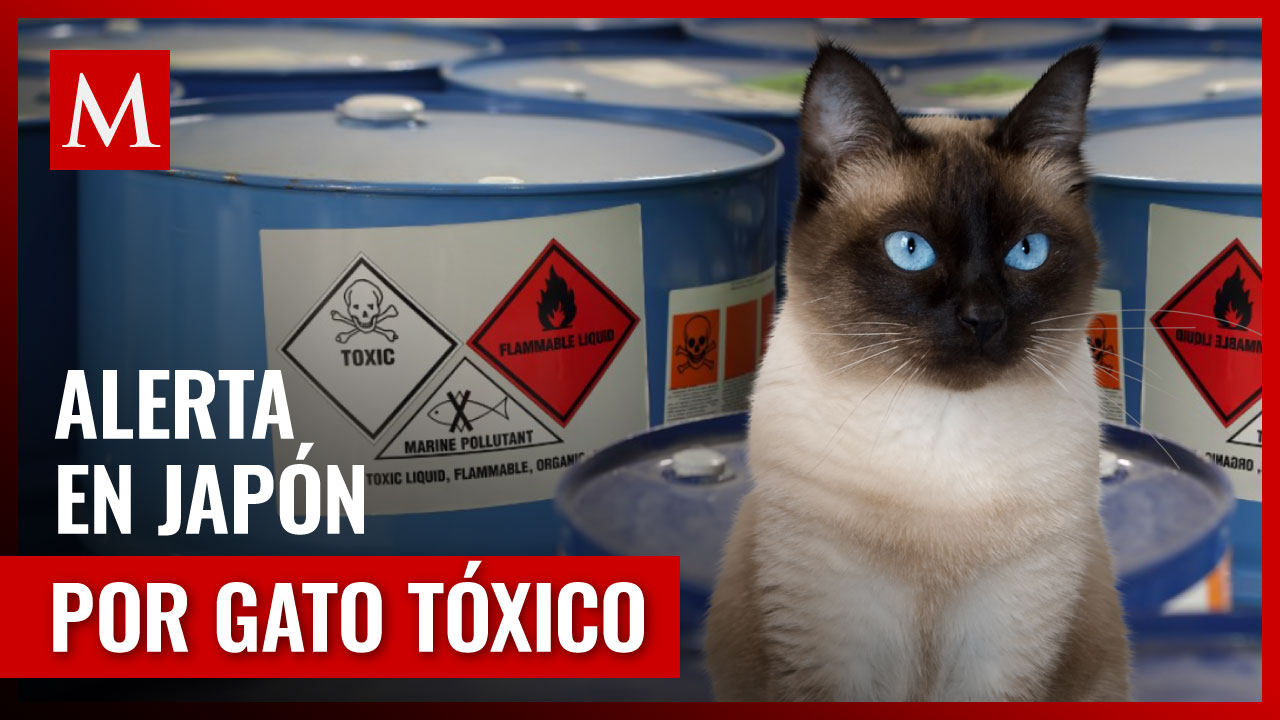 Gato tóxio en Japón pone en alerta; cayó en un contendor de