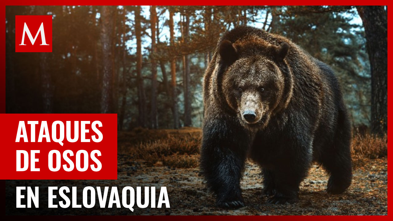 Localidad turística eslovaca en emergencia por ataques de oso