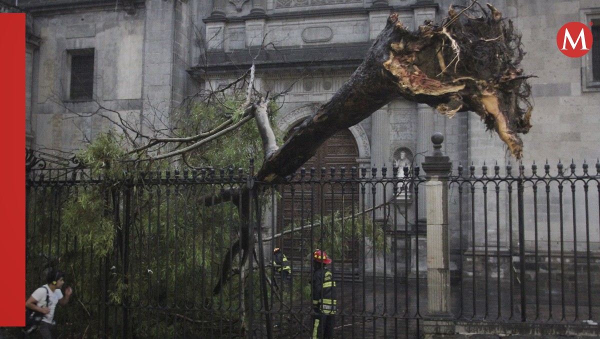 Un árbol arrancado de raíz por el tornado de la Ciudad de México | Foto: Saúl López