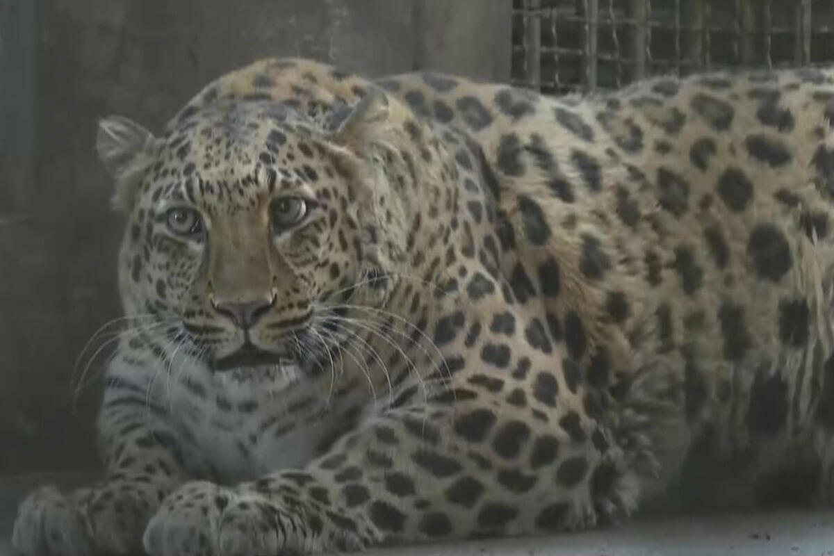 Un leopardo y otros animales en el zoo de la ciudad de Panzhihua tienen sobrepeso | EFE