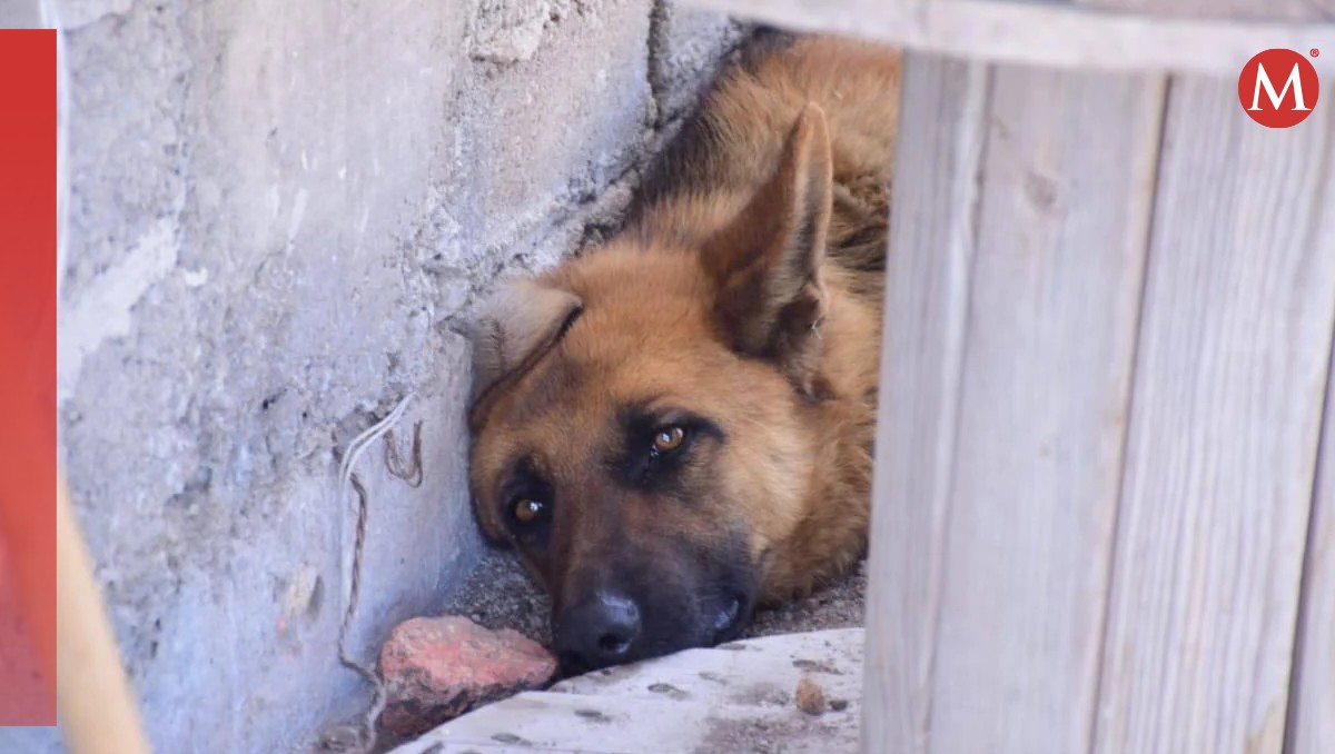 Perrita “Coqueta” sobrevivió a ser arrastrada por camioneta en La Sauceda, Guanajuato | ESPECIAL