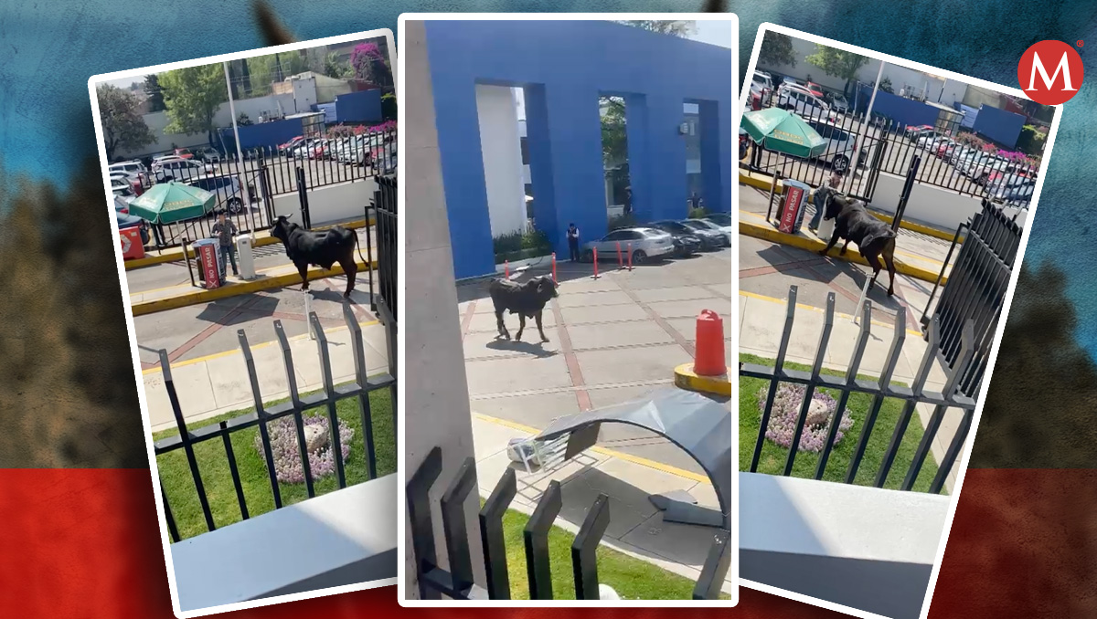 Personal trató de ahuyentar al animal. | Especial