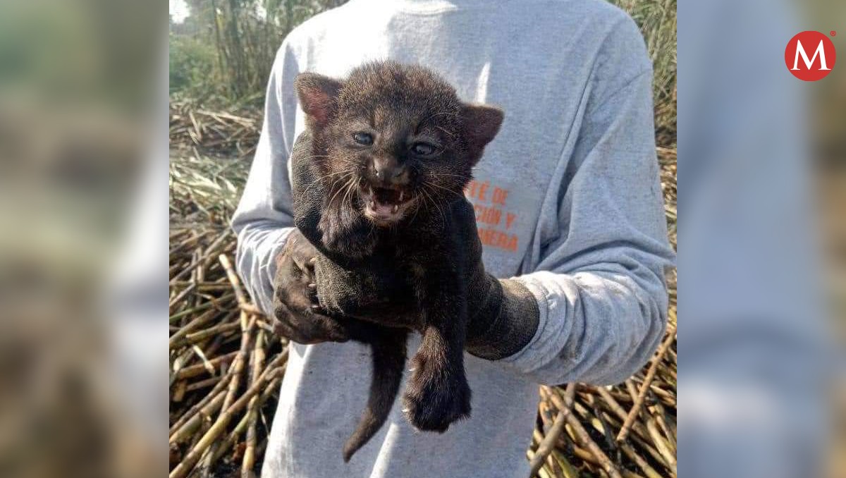 Rescatan a cachorro yaguarundi de morir quemado en norte de Veracruz