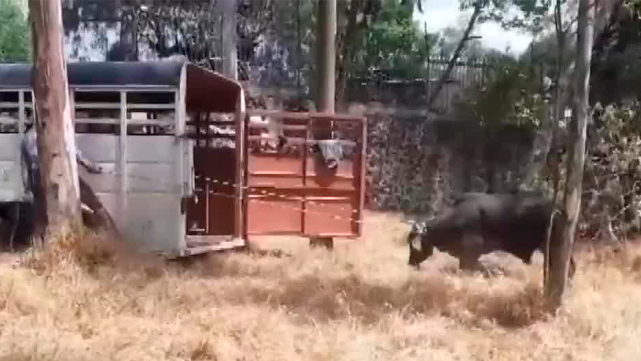 Toro es captado deambulando en las instalaciones de La Salle en el Pedregal
