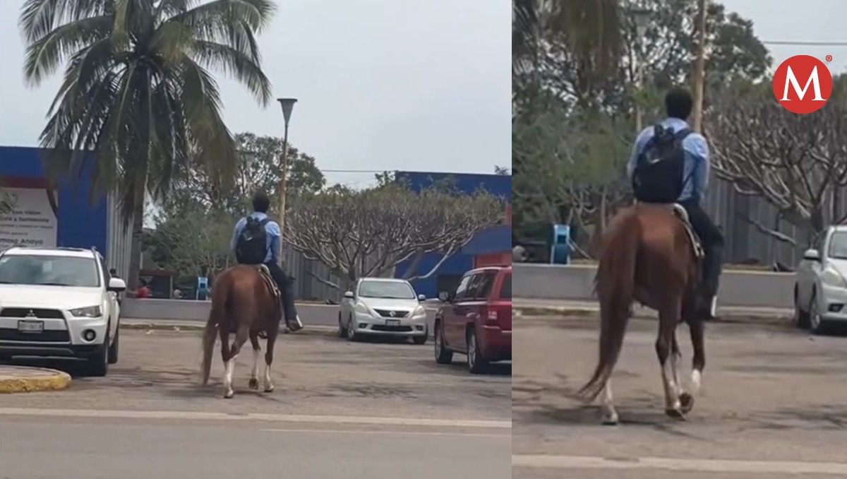 Caballo en la UAT.