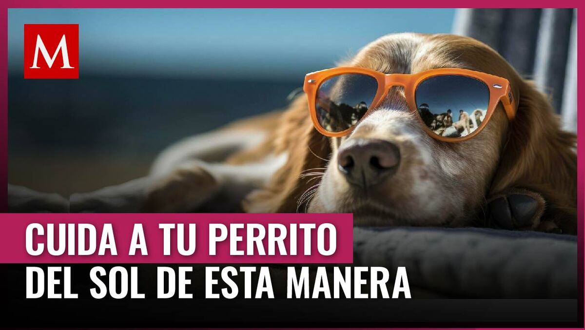 Cuida a tu mascota con estos consejos para mantenerlo a salvo del calor