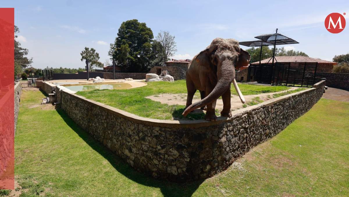 Monumento a Ted elefante fallecido de zoológico de Zacango| Foto: Abadiel Martínez