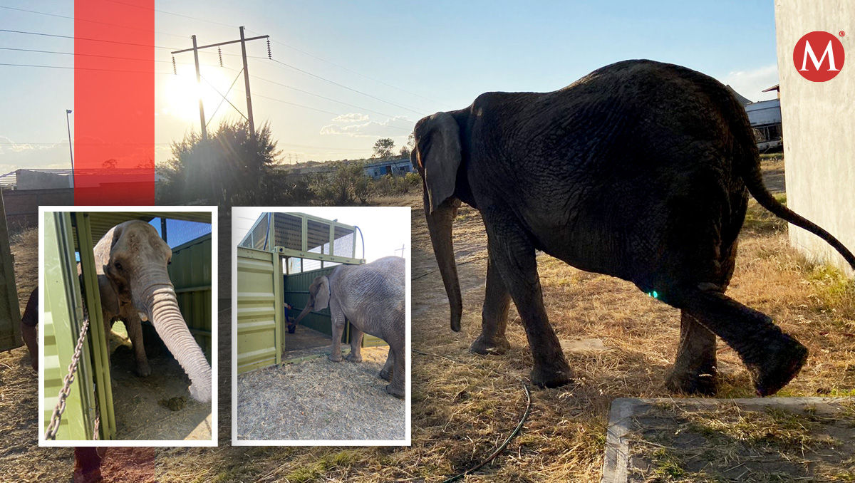 Trasladan a Annie la elefanta abandonada en Lagos de Moreno. (Especial)