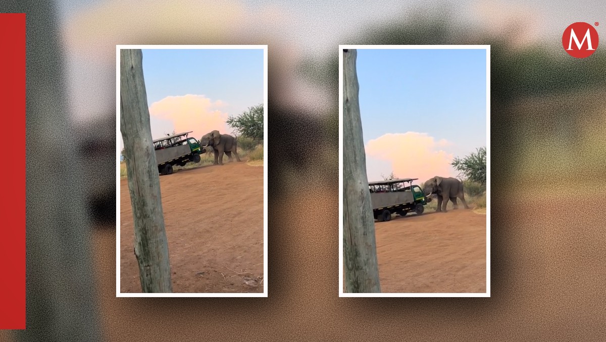 Un elefante furioso atacó un camión de turistas | Fotos: Especial