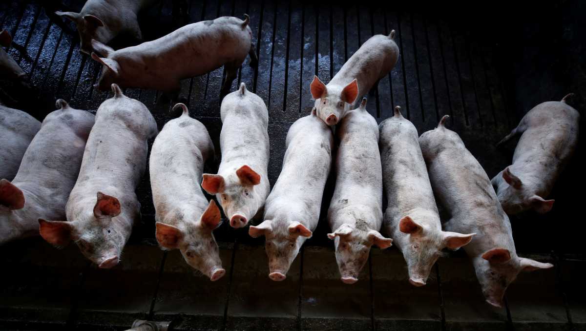 Estados Unidos asegura que busca garantizar que la información que reciben consumidores sobre origen de alimentos sea veraz. | Reuters