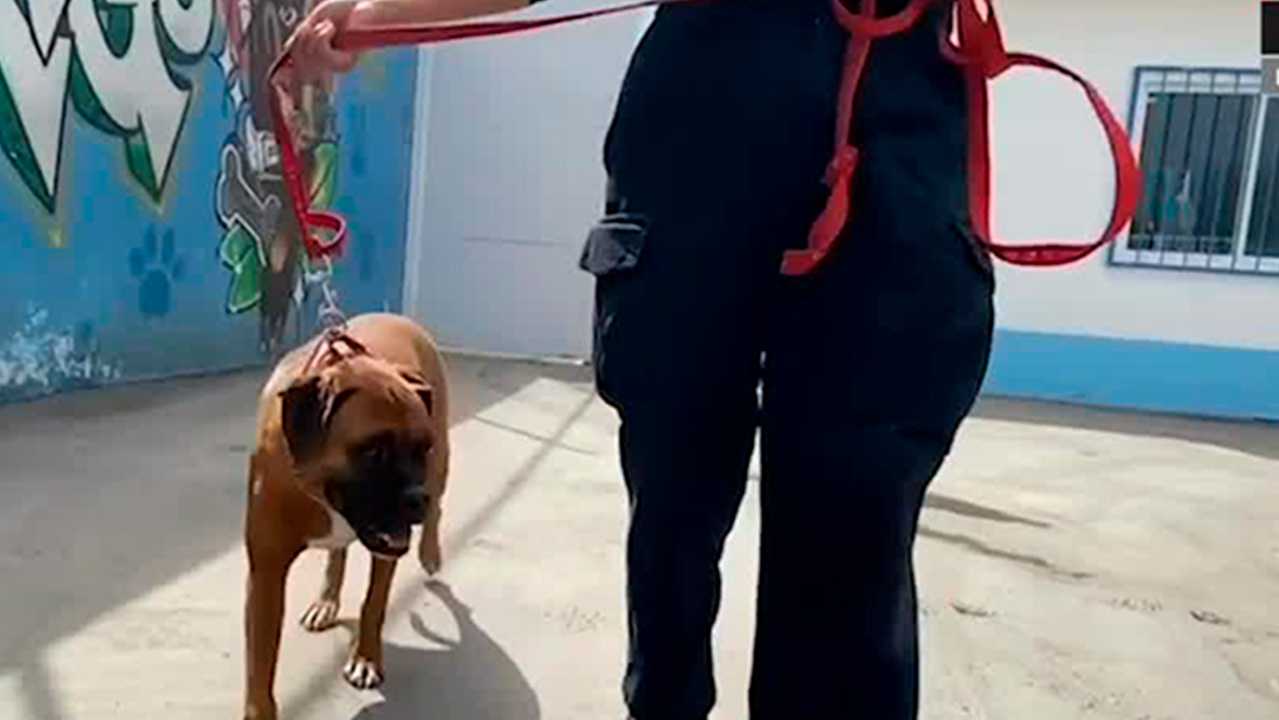 Asesinan a canadiense mientras viajaba con sus perros en una carretera de Querétaro