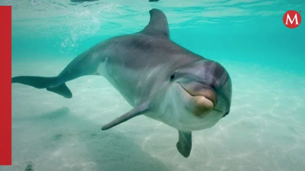 Descubren una nueva especie de delfín gigante que vivió hace 16 millones años