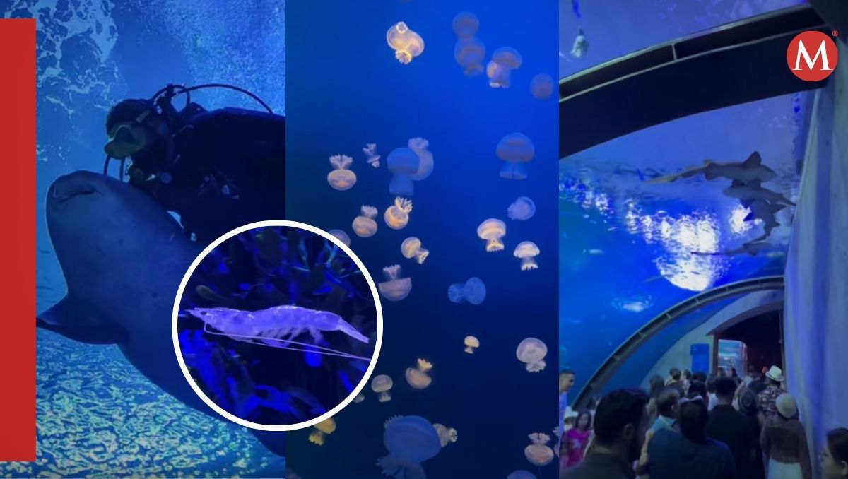 Entre los atractivos que esta ciudad ofrece es el Acuario. | Antonio Ramírez