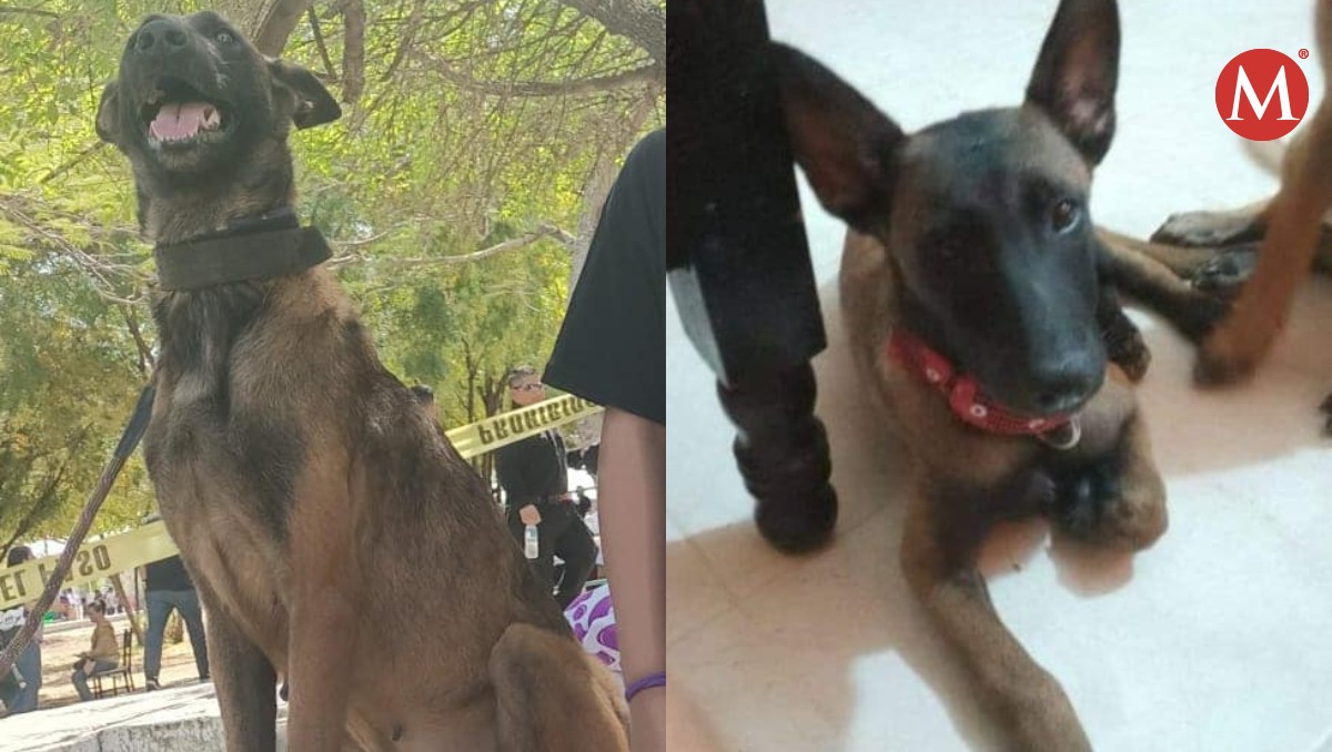 Buscan a Atenea, perrita elemento de Protección Civil en Ciudad Victoria