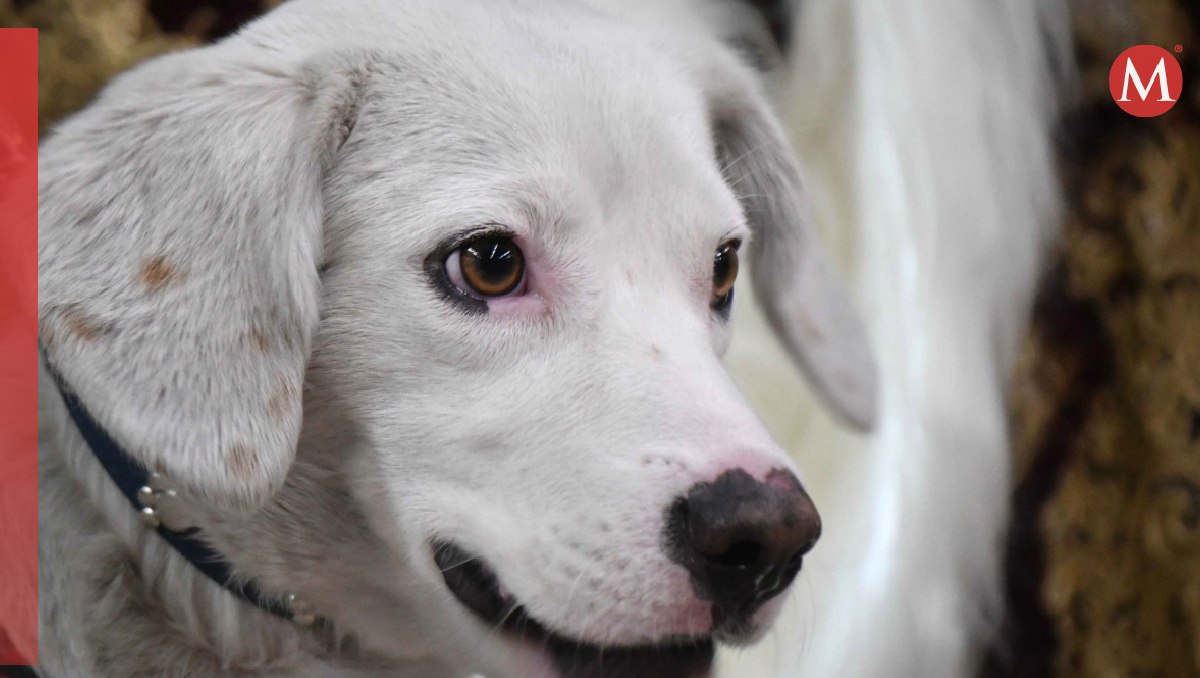 Se castigará como maltrato animal por tener perritos en azotea| Foto: Cuartoscuro