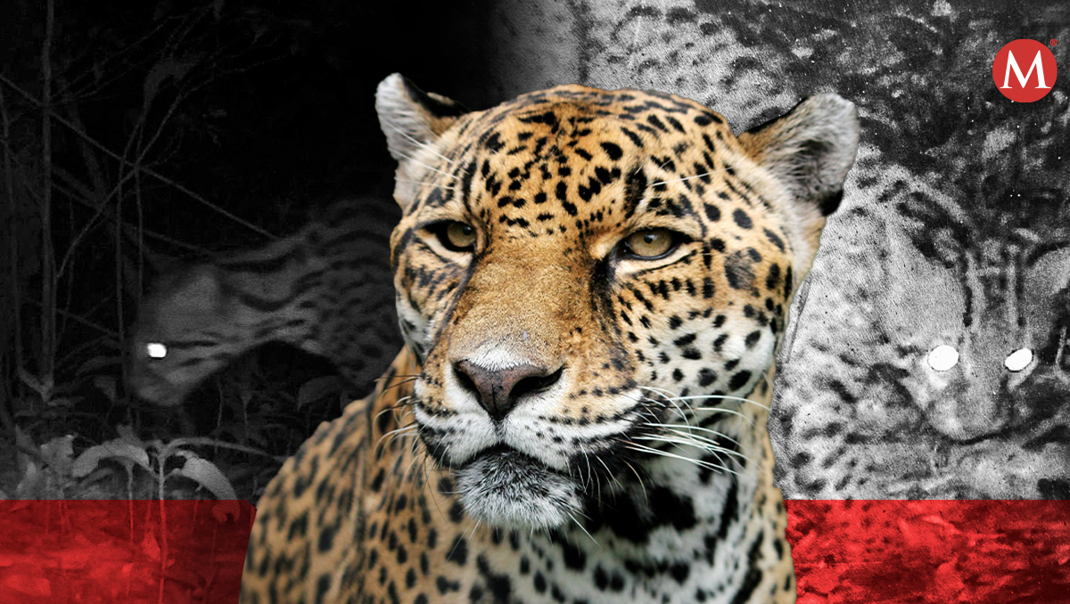 Chinantla, refugio de jaguares: Compromiso de San Mateo Yetla con la protección del medio ambiente | Diseño: Samantha Martz