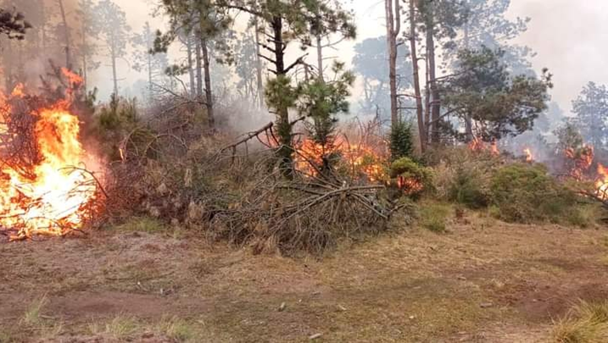 Más de 3.5 mil hectáreas en Edomex han sido afectadas por incendios en lo que va de marzo. | Especial
