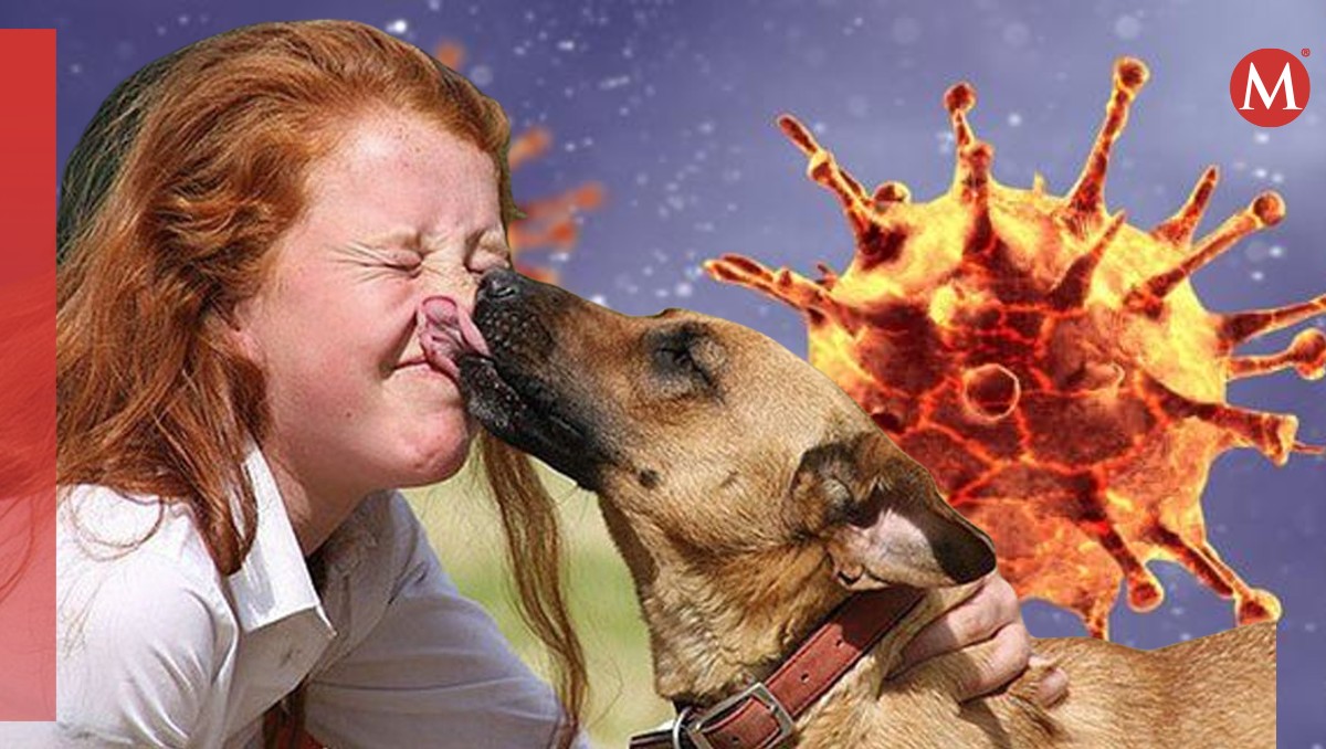 Humanos transmiten más enfermedades a animales