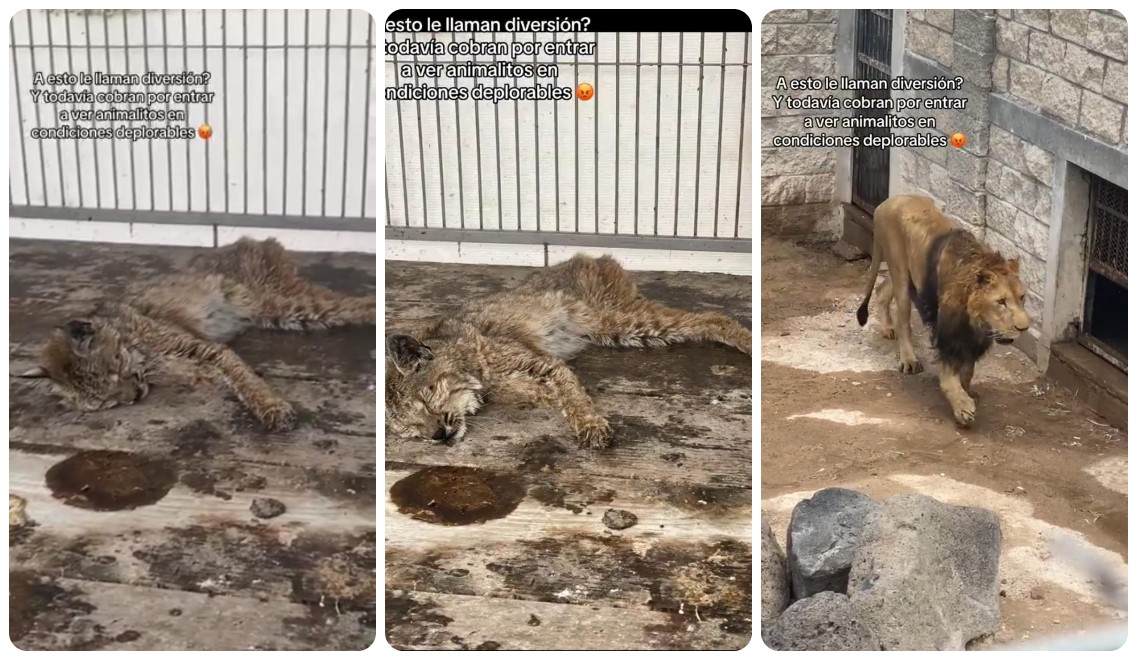 Usuarios reportan condiciones indignas de animales resguardados en Bio Parque La Cueva (Especial)