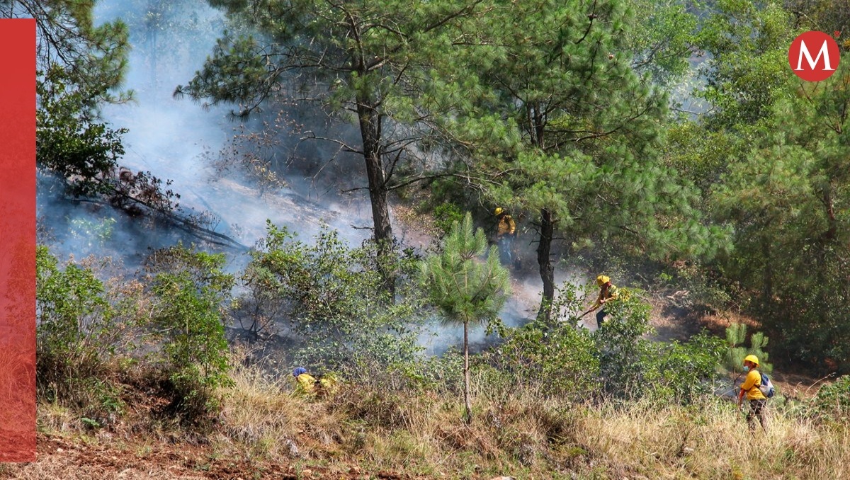 Bosques de Puebla pierden vegetación ante ola de incendios forestales | Melanie Torres