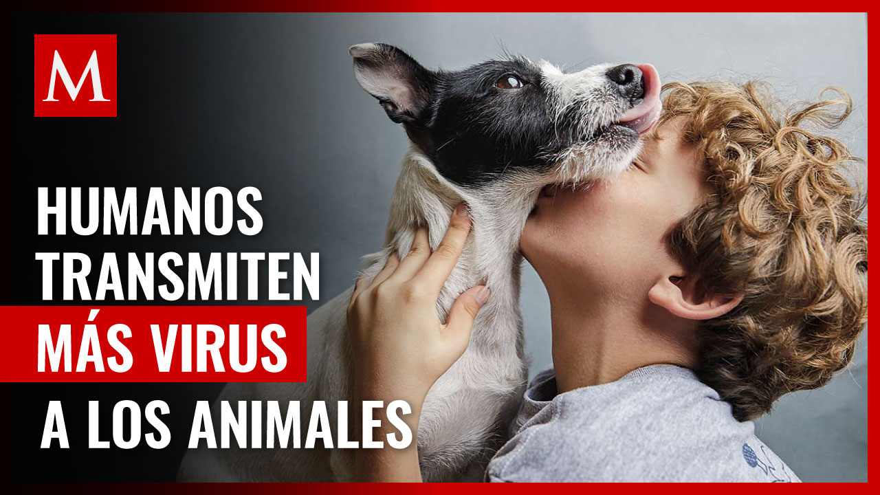 Humanos transmiten más virus a los animales que ellos a nosotros, afirma estudio