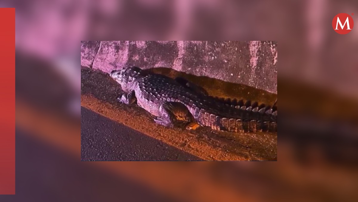 Rescatan cocodrilos en Veracruz: esfuerzos por proteger especie en peligro | Especial