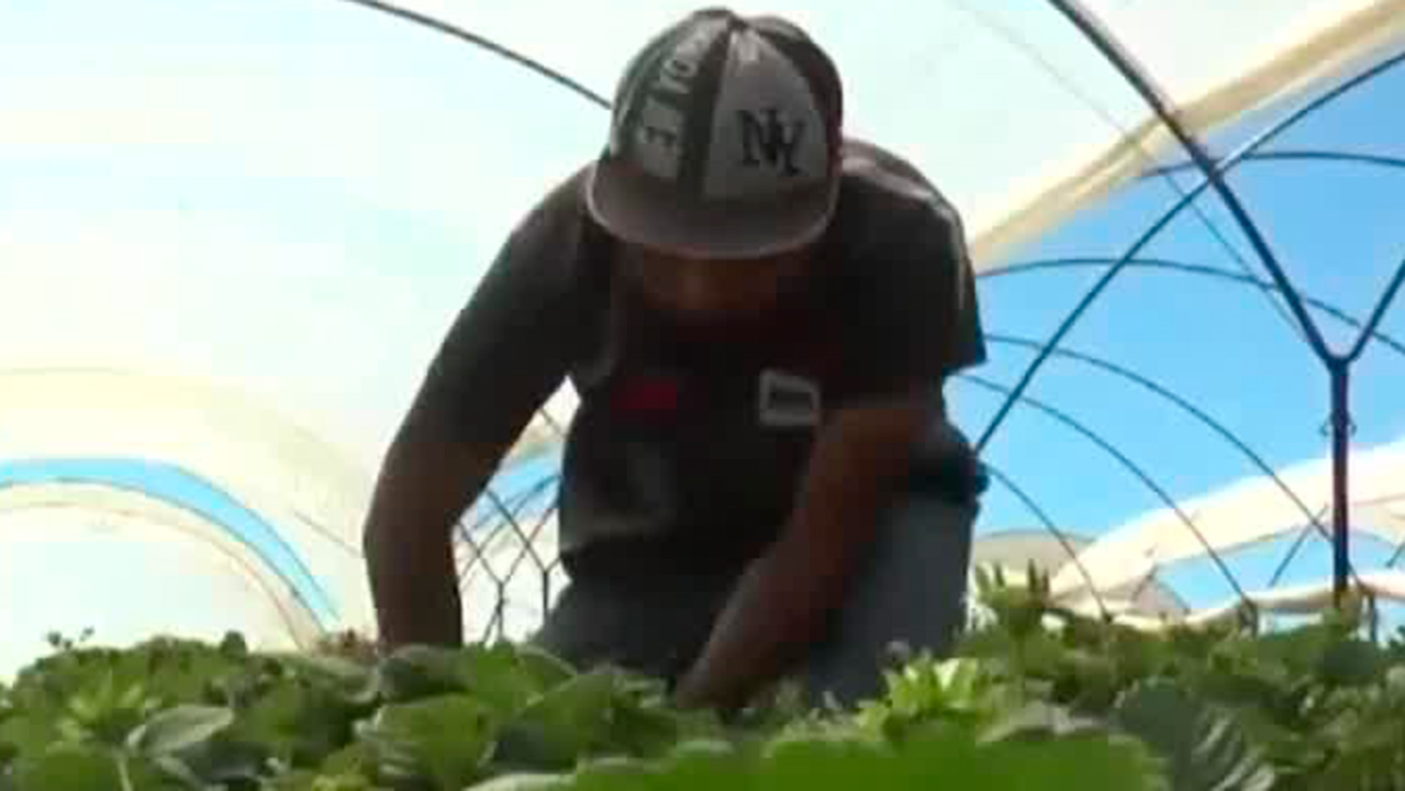 El Gobierno de México ha decidido posponer la prohibición del herbicida 'Glifosato'