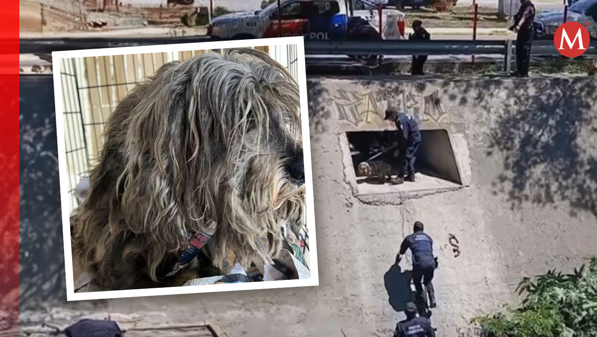 El animal de inmediato recibió una valoración médica y alimentación | Especial