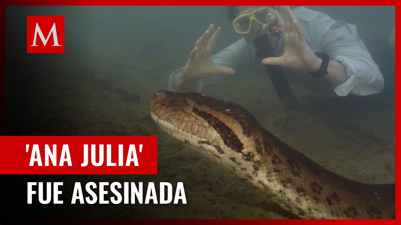Cazadores matan a la serpiente más grande del mundo 'Ana Julia'; en una agresión notoriamente espantosa