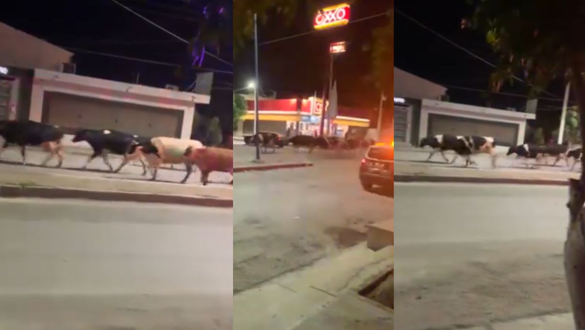 El ganado vacuno fue captado. (Especial)