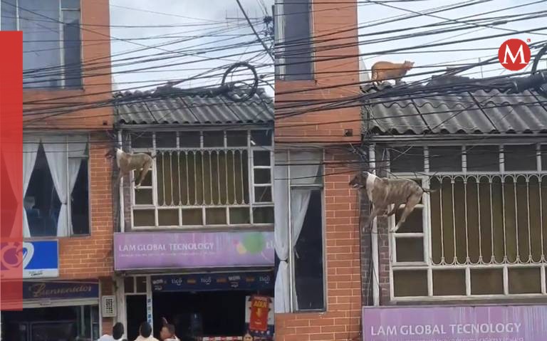 Perrito por poco cae al precipicio y queda atrapado en cables de luz (Foto: Especial)