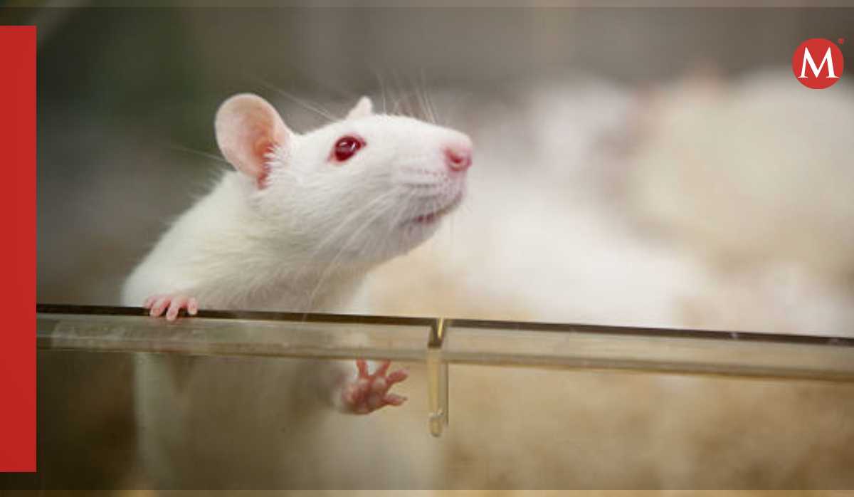 Transfieren a ratones un tipo de alzhéimer