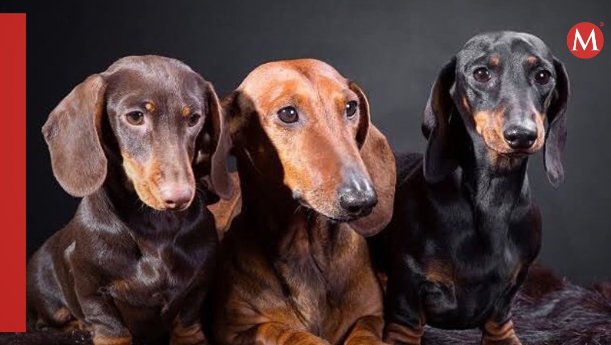 La raza dachshund  podría quedar prohibida dentro del país europeo/ Instagram