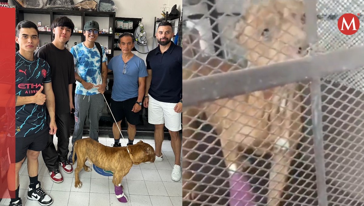 Max ahora vive con una nueva familia y espera una cirugía. | Especial