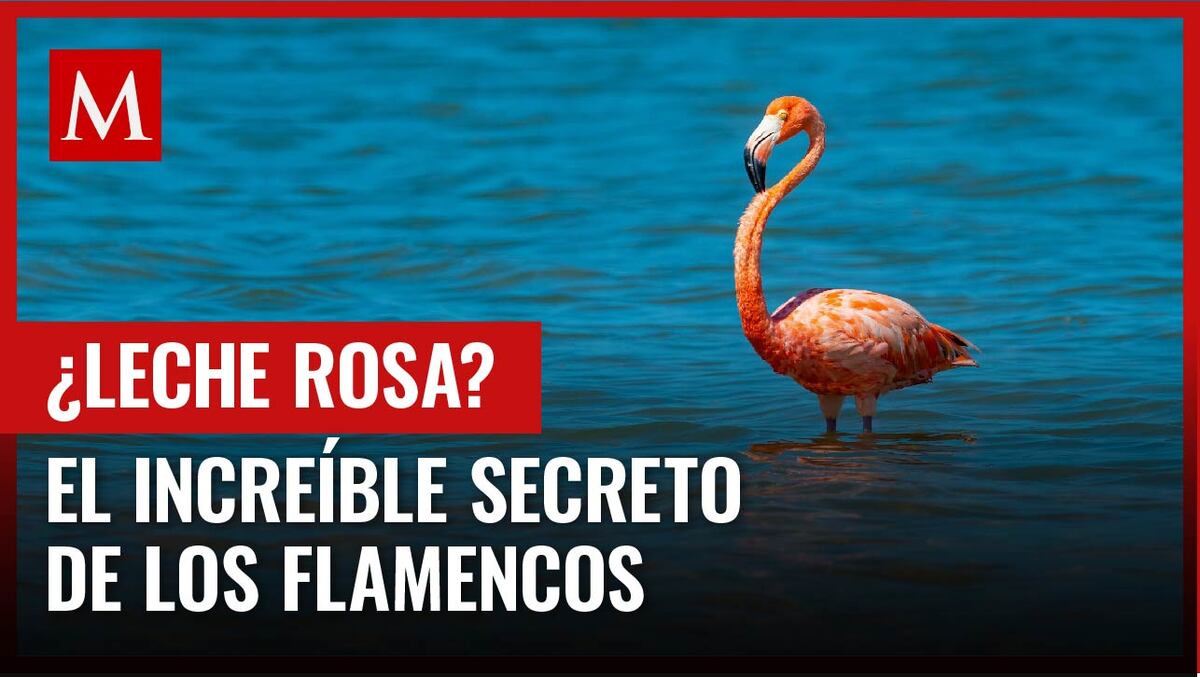 Los flamencos esconden increíbles particularidades como la producción de leche rosa