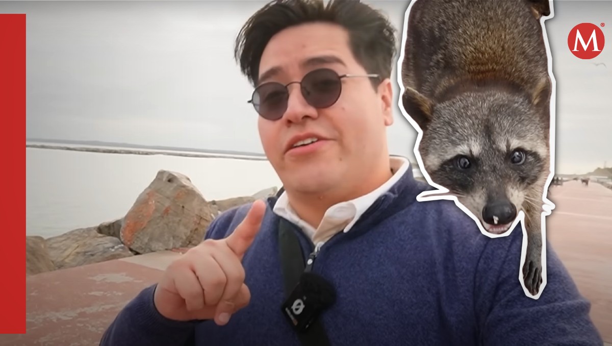 Yo soy Migue conoce a mapaches de playa Miramar. (Especial)