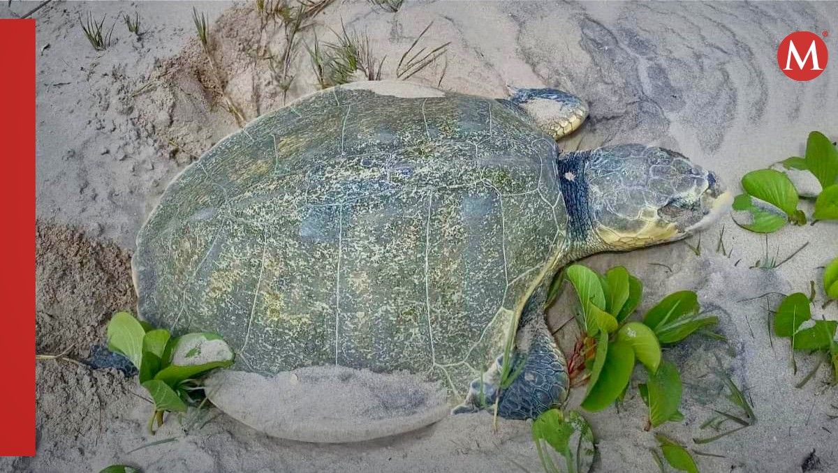 Tortuga Lora anida en playa de Tamaulipas. (Cortesía)