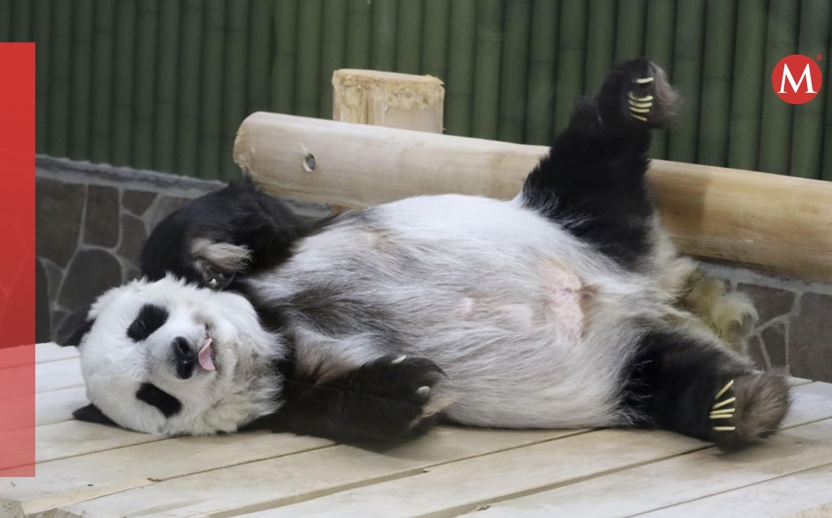Muere el panda más anciano de Japón a los 28 años