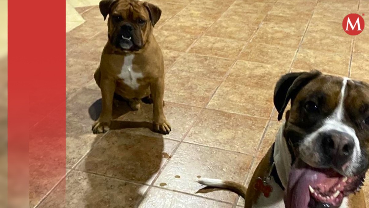 Mujer denunció la muerte de sus dos perros en Doggy City Xochimilco. | X @LetyVarela
