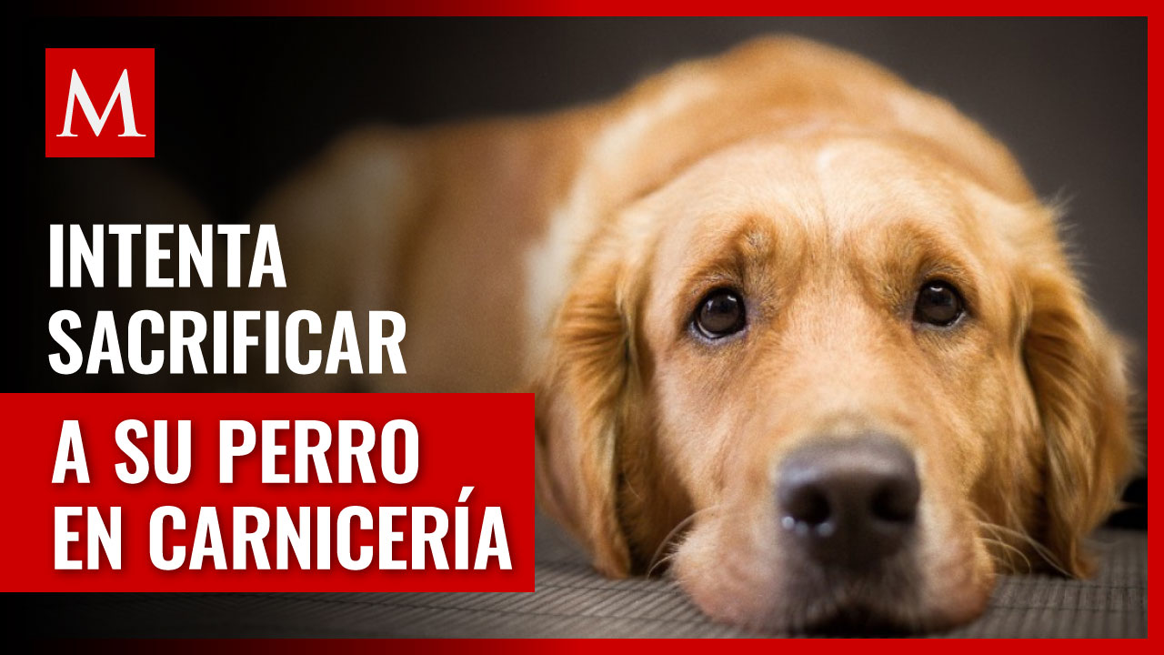 Mujer detenida por intentar sacrificar a su Golden Retriever en carnicería