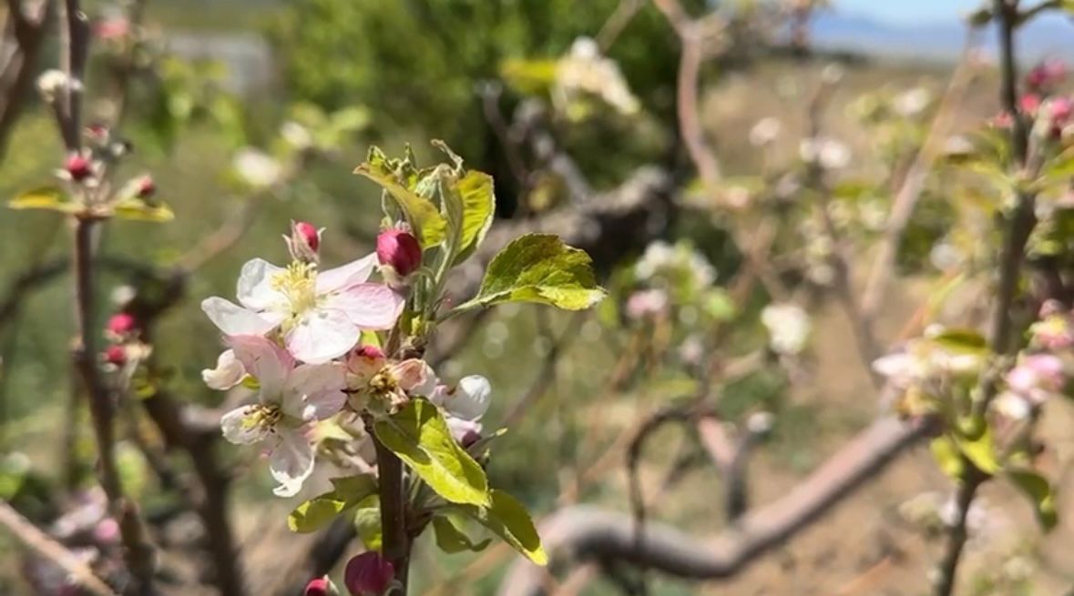 Ante heladas que se registraron en en la sierra de Arteaga, productores de manzana reportan una afectación de un 25%. | Especial