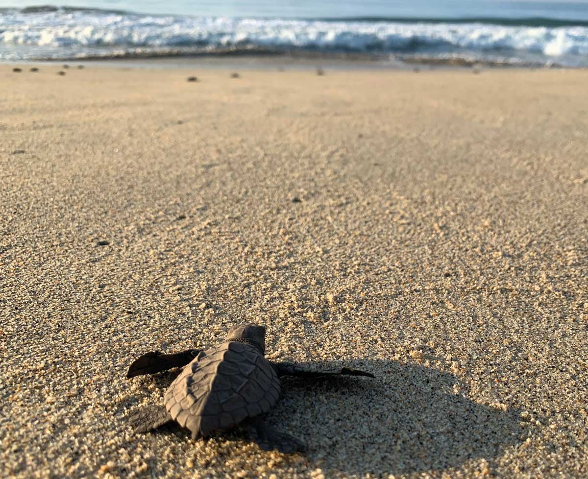 La actividad más atractiva de Mazunte es la liberación de las tortugas bebé.