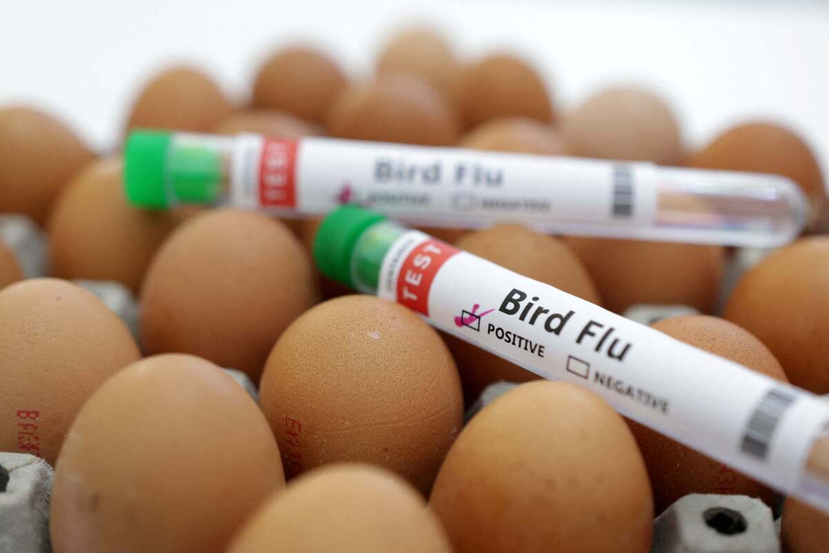 La cepa del virus de Nuevo México, Michigan e Idaho es similar a la registrada en Texas y Kansas. | Reuters