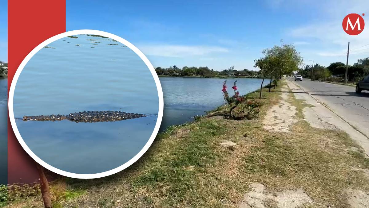 Cocodrilo en laguna de Ciudad Madero. (Carlos Pineda)